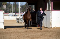 Class 5 - HA/AA Geldings 2 & Over