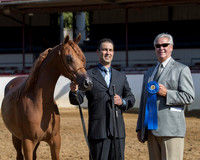 Class 6 - Arabian Fillies Yearling