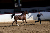Class 7 - Arabian Fillies 2 Year Olds