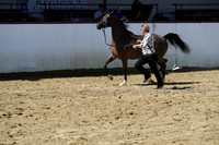 Class 8 - Arabian Fillies/Mares 2 Years & Older ATH