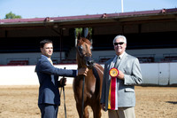 Class 9 - Arabian Junior Champion Filly