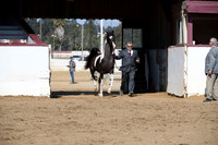 Class 10 - HA/AA Fillies/Mares 2 Years & Older