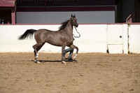 Class 11 - Arabian Fillies 3 & 4 Year Olds