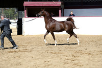 Class 12 - Arabian Fillies/Mares 5 Years & Over