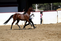 Class 14 - HA/AA Fillies 2 Years & Over ATH