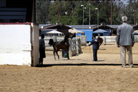 Class 15 - Arabian Colts/Geldings Yearlings
