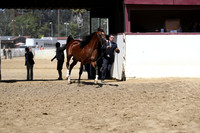 Class 16 - Arabian Colts 2 Year Olds