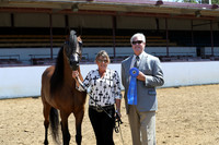 Class 17 - Arabian Colts/Stallions 2 Yrs & Older ATH
