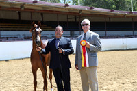 Class 18 - Arabian Colts Jr Championships