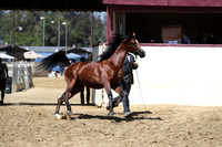 Class 19 - Arabian Colts/Stallions 3 & 4 Yrs Old