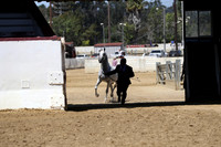 Class 20 - Arabian Stallions 5 & Over