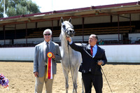 Class 21 - Arabian Stallion Championship
