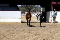 Class 22 - HA/AA Geldings 2 Yrs & Over ATH