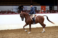 Class 161 - Arabian Hunter Pl/Jr Horse