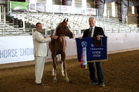 Class 203 - Arabian Filly Breeding/2 Yrs Old