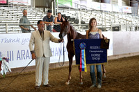Class 204 - Arabian Colt Breeding/Yearlings