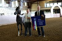 Class 205 - Arabian Colt Breeding/2 Yrs Olds