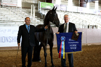 Class 206 - HA Mare Breeding/2 Yrs & Over