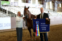 Class 207 - HA Gelding In-Hand/2 Yrs & Over