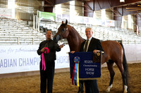 Class 210 - Arabian Stallion Breeding/2 Yrs & Over