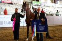 Class 209 - Arabian Gelding In-Hand/2 Yrs & Over