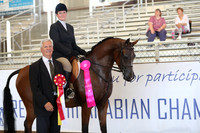 Class 214 - Arabian Hunter Pl/AATR Choice/Elite