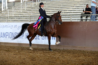 Class 231 - Saddle Seat Equitation/JTR 18 Yrs & Under