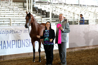 Class 254 - Arabian Gelding In-Hand/2 Yrs & Over AOTH