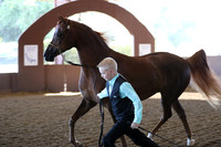 Class 258 - HA Gelding In-Hand/2 Yrs & Over