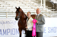 Class 262 - Arabian Gelding In-Hand/2 Yrs & Over ATH