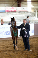 Class 263 - Arabian Yearling Colt/Gelding Breeders Sweepstakes