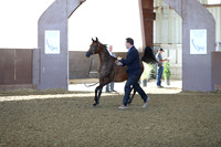 Class 259 - Arabian Yearling Fillies Breeders Sweepstakes