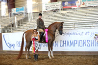 Class 287 - Arabian Hunter Pl/AAOTR 50 Yrs/Over