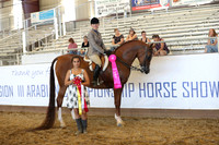 Class 303 - Arabian Hunter Pl/Geldings