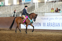 Class 322 - Arabian Hunter Pl/Jr Horse
