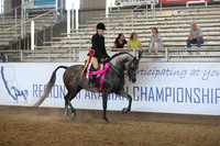 Class 343 - Arabian Hunter Pl Championship