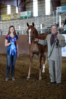 Class 82 - Arabian Filly Breeding/3yrs/Under/ATH