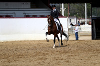 Class 286 - Arabian Show Hack/AATR 19 & Over