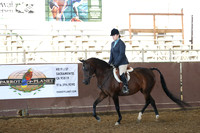 Class 8 - Arabian Hunter Pl/JOTR 14-18 Yrs