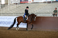 Class 47 - Arabian Hunter Pl/AAOTR 19-49 Yrs Old