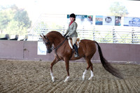 Class 73 - Arabian Hunter Pl/Geldings