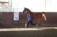 Class 86 - Arabian Gelding In-Hand 4Yrs/Over ATH