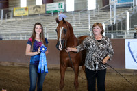 Class 87 - Arabian Gelding In-Hand/2 Yrs/Over AAOTH 19 Yrs/Over