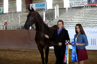 Class 96 & 97 - HA Gelding In-Hand/4 Yrs & Over/ATH/Championship