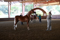 Class 84 - Arabian Mare Breeding/ATH