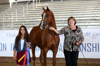 Class 88 - Arabian Gelding In-Hand/Championship/ATH