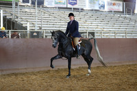 Class 146 - Arabian Hunter Pl/Jr Horse