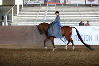 Class 156 - Arabian Ladies Side Saddle/ATR