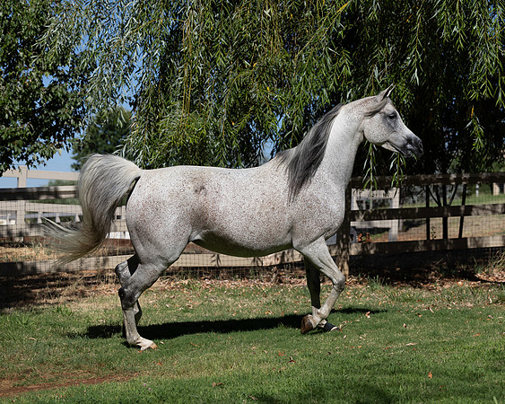 PA Makkena-2406