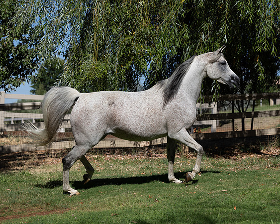 PA Makkena-2408
